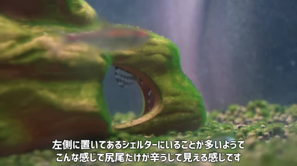 シェルターに隠れて尻尾だけが見えている