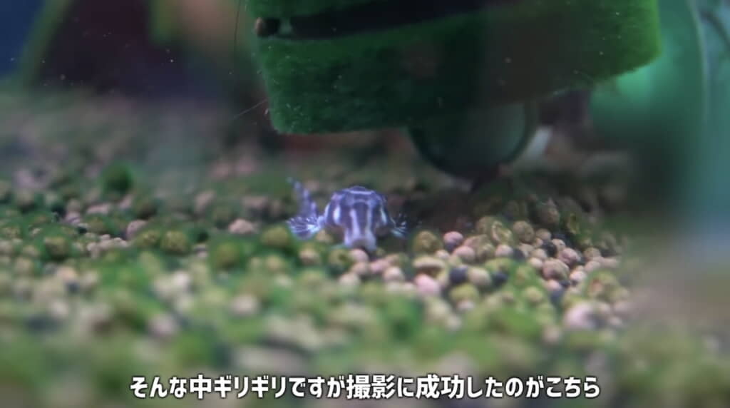 着実に育ってる……！
