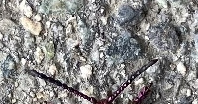 会社で発見した虫の触覚