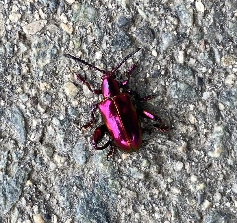 外来種のフェモラータオオモモブトハムシと思われる甲虫