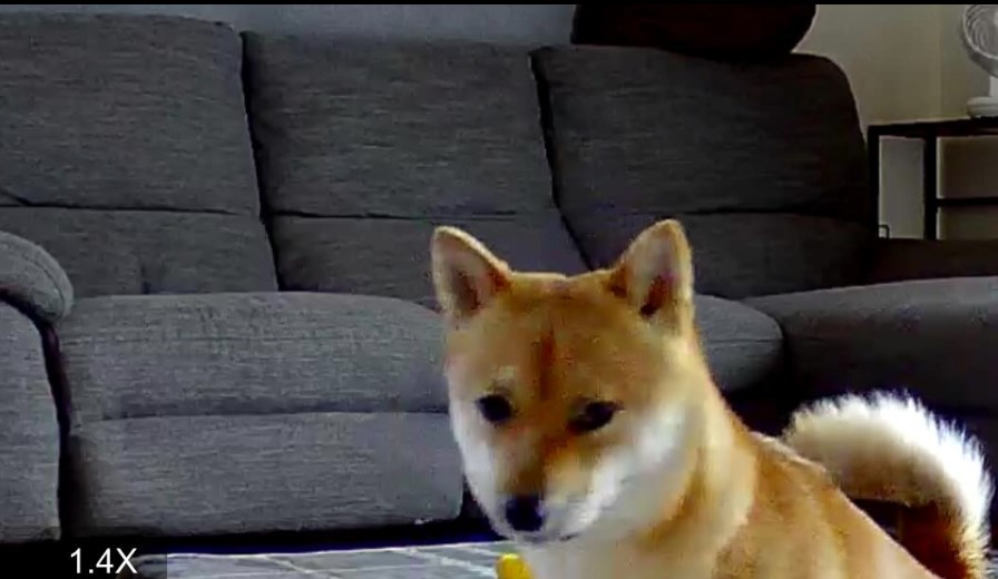 ペットカメラに映る虎太郎くん