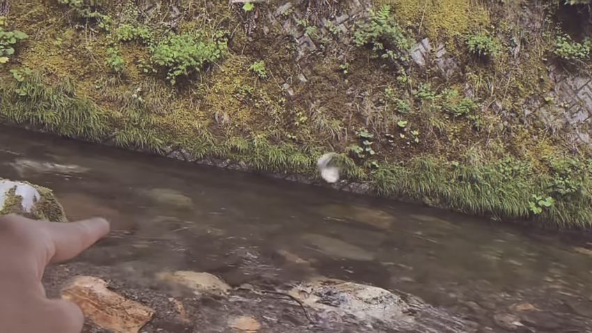 釣り上げられて宙を舞う魚