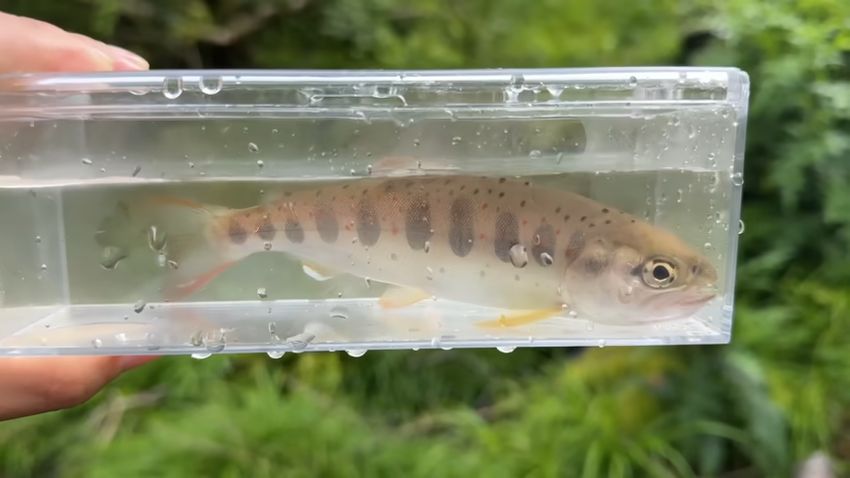 川の水ごとケースに入れたアマゴ