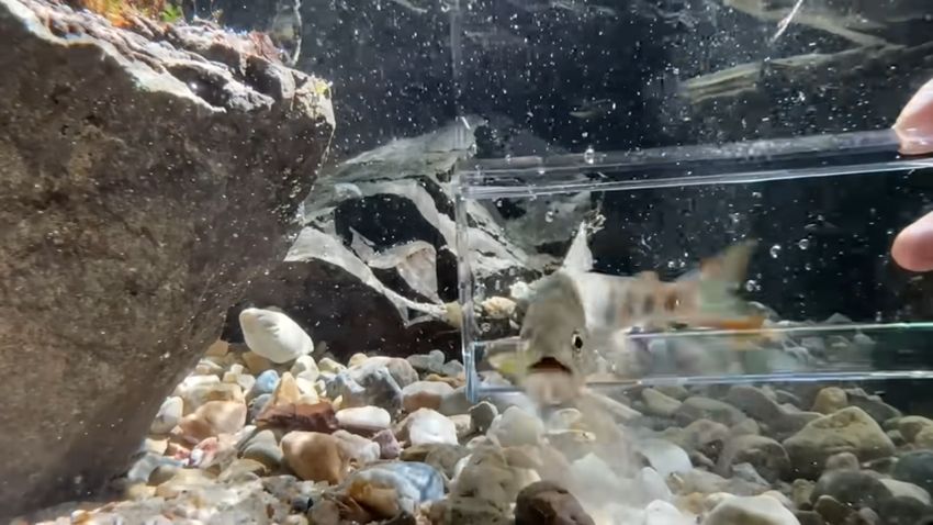 ビオトープ内で泳ぎ始めたアマゴ