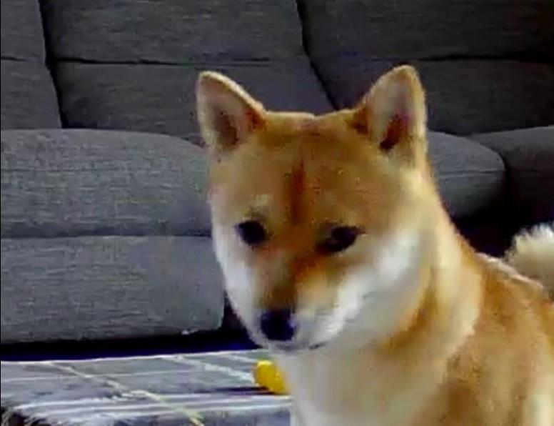 確かにカメラ目線だ