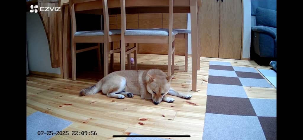 怒られてしょんぼりしている虎太郎くん