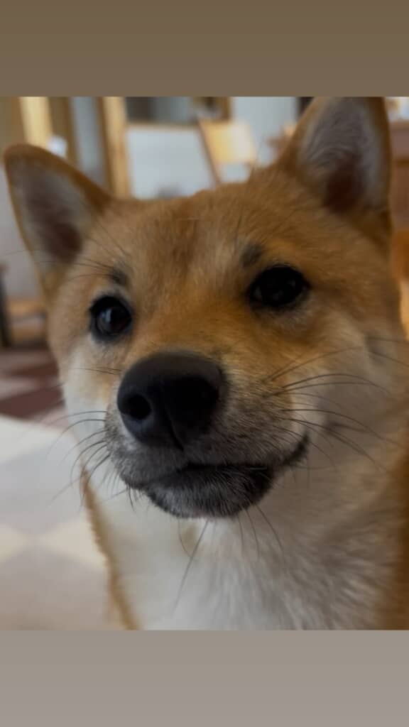 イケメンくんです