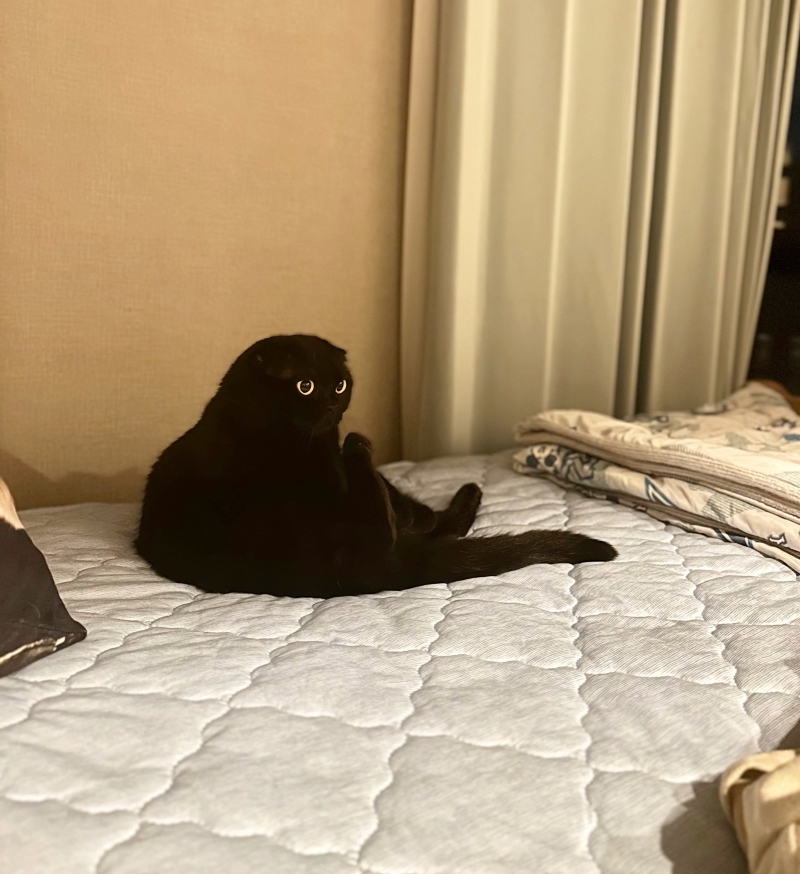 アザラシのような姿でくつろぐぷりもちゃん