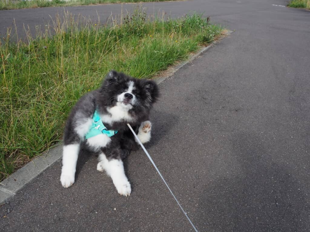 必死に抵抗しているようです