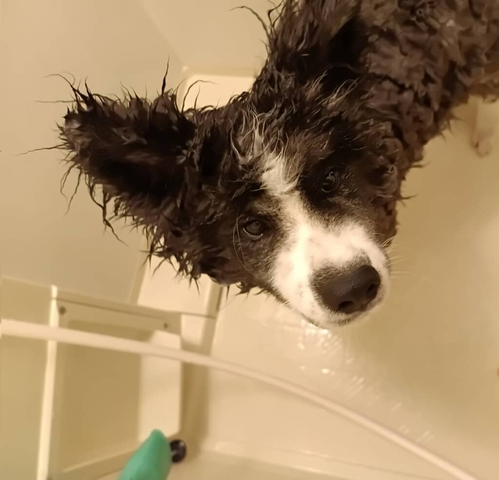 シャワー後で耳が長いいぬくん