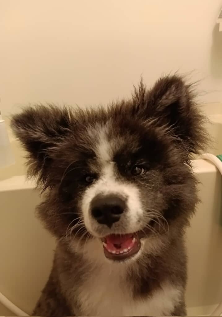 乾いたらいつものいぬくんに