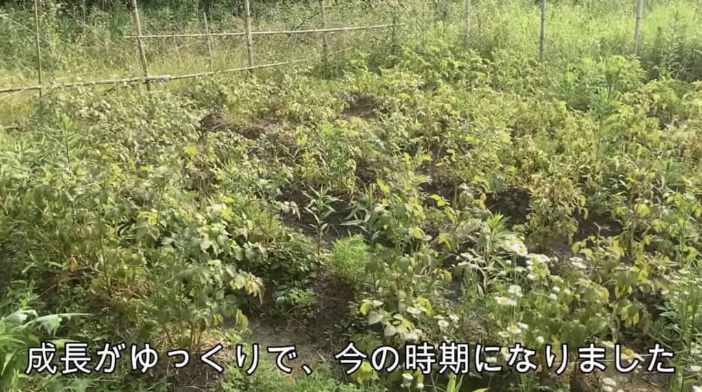 ジャガイモを植え付けた畝（うね）
