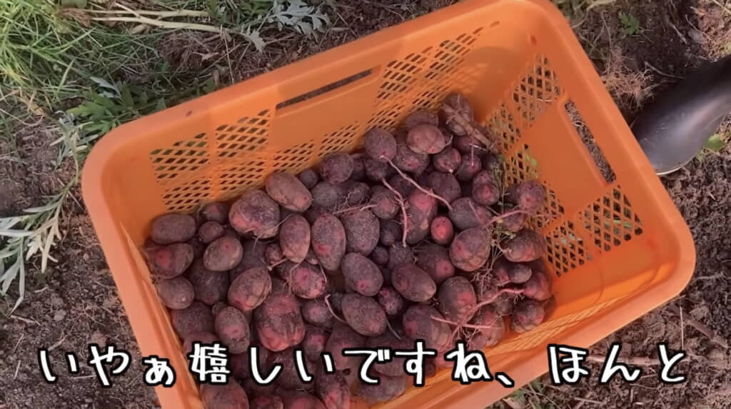 収穫したグランドペチカ