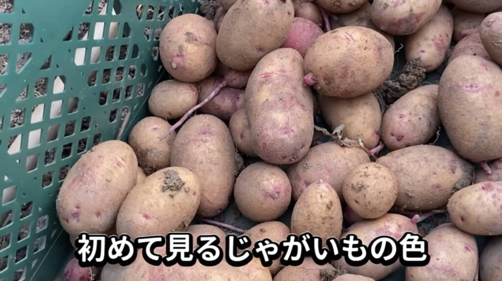 収穫したタワラアルタイル彦星