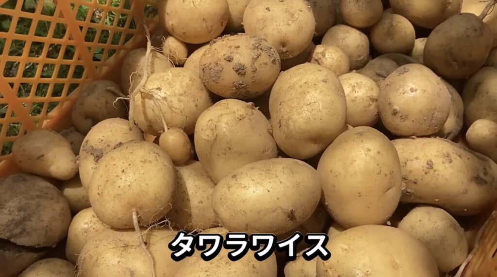 収穫したタワラワイス