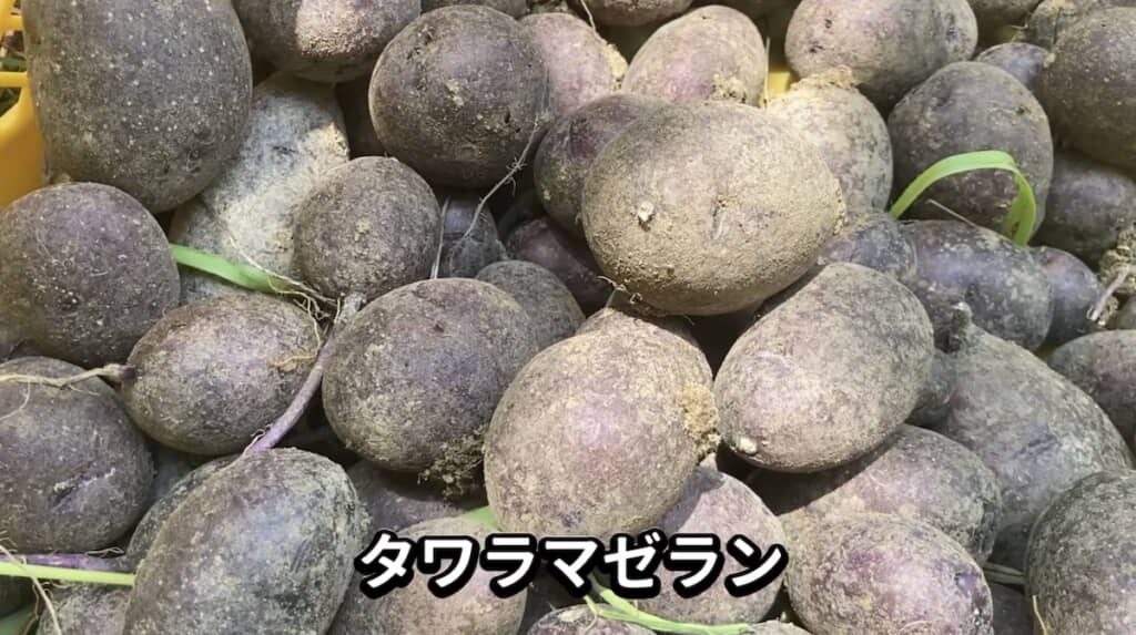収穫したタワラマゼラン