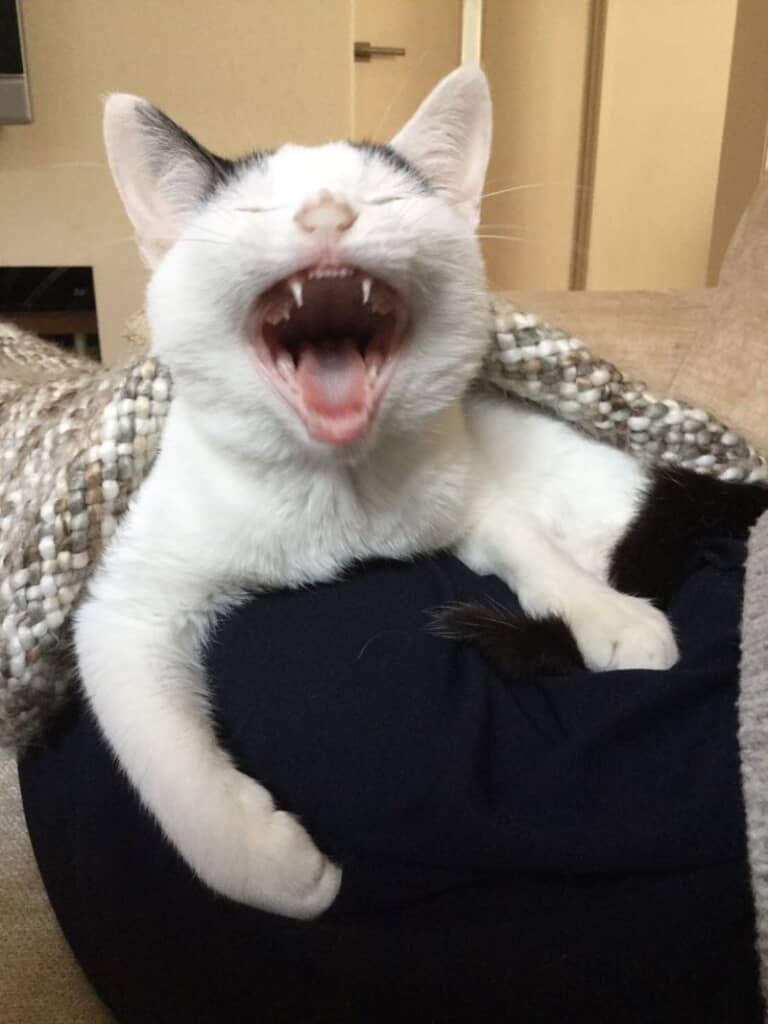 子猫の頃のあくび