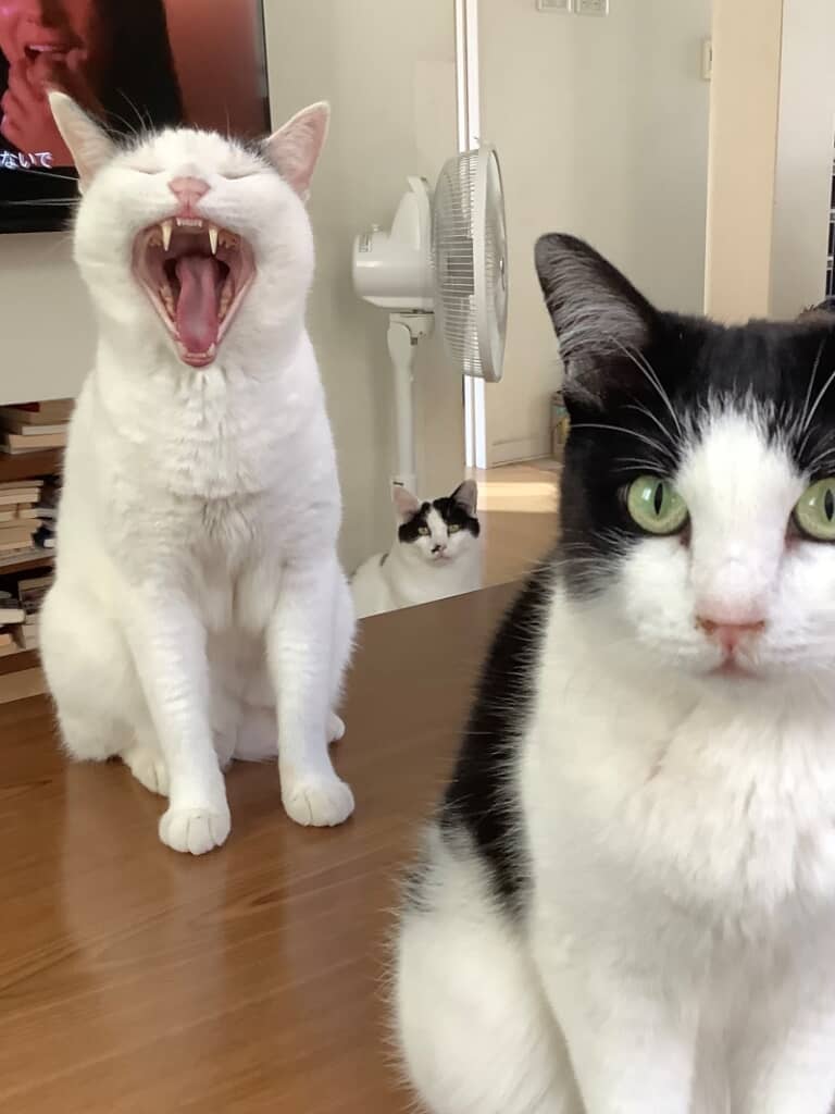 同じ顔だった（成猫時）