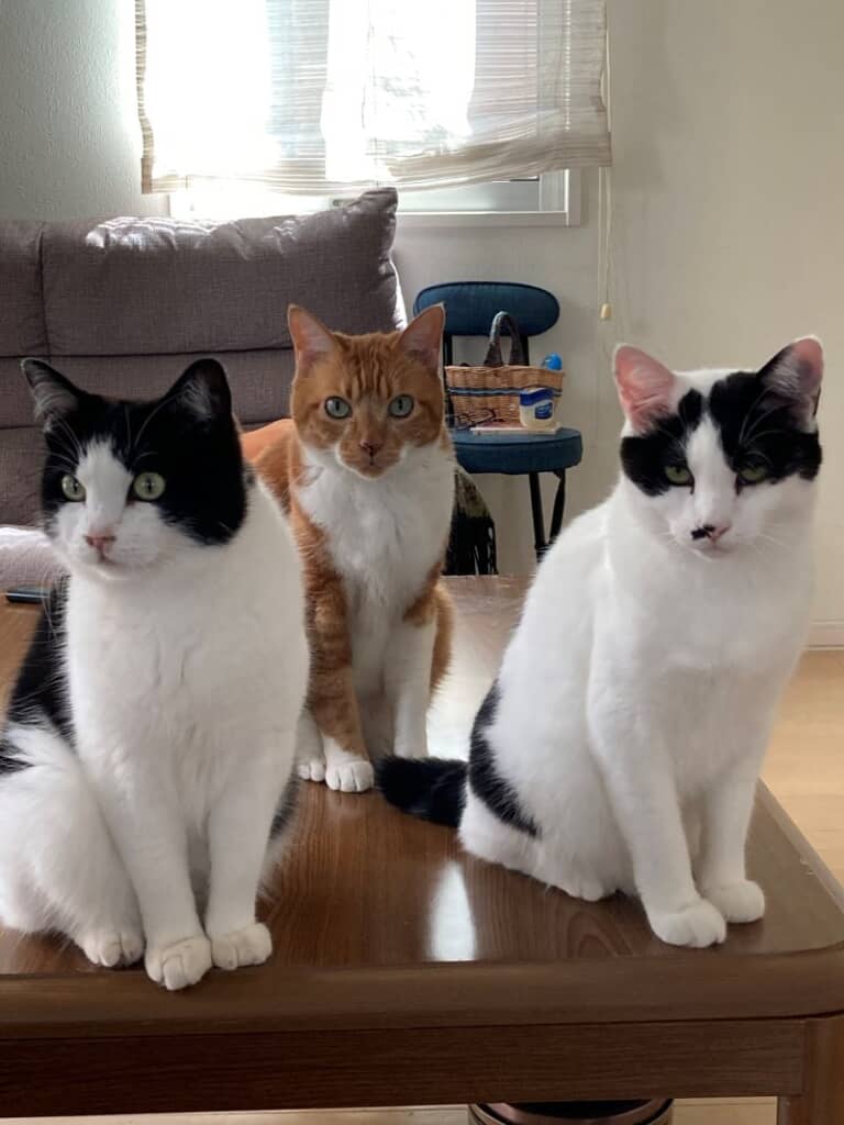 みんなキリリとした表情です