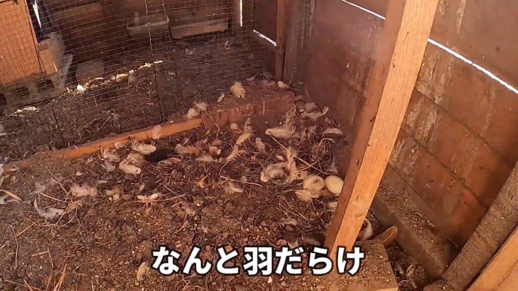 もしや獣の侵入？
