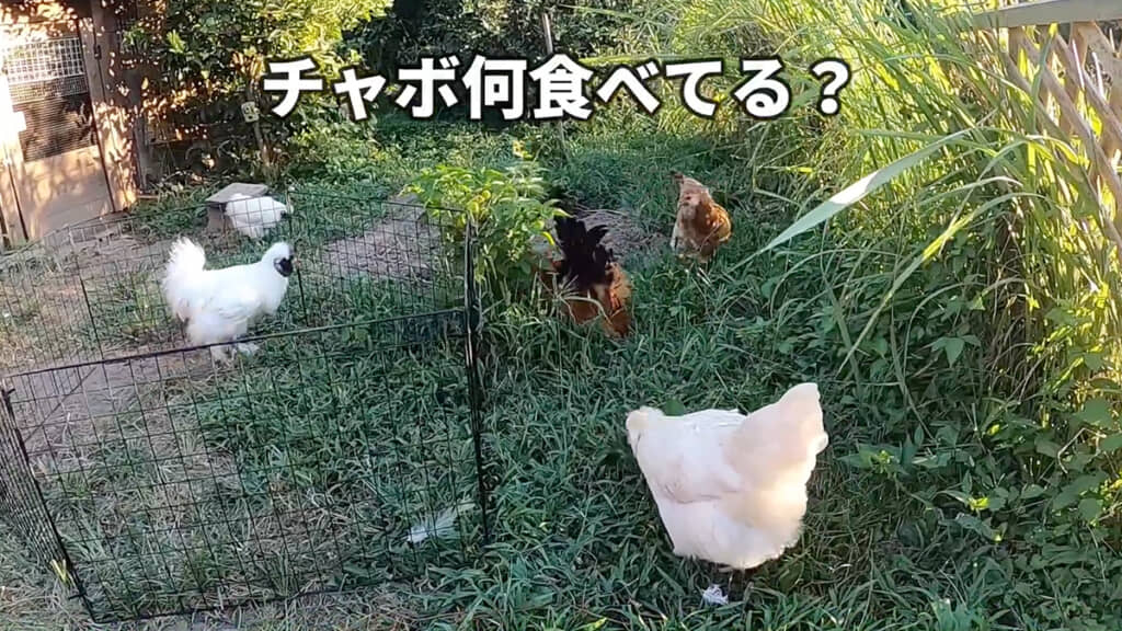 何かを夢中で食べるチャボ