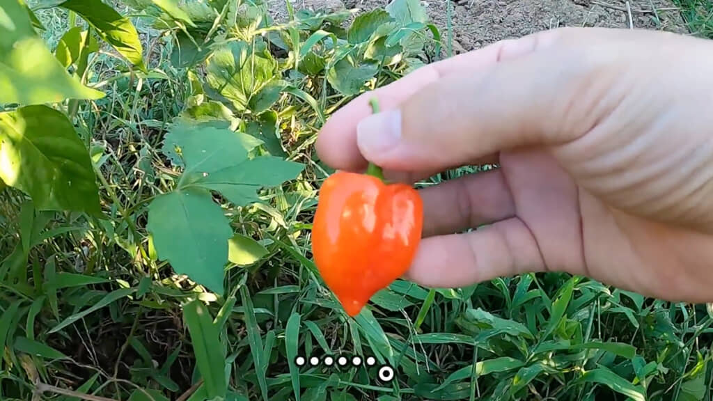 もしかして……おいしい？