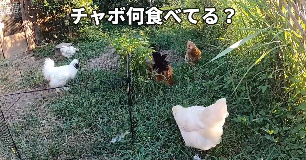 ニワトリたちが夢中の“目を疑う食べ物”→思わず飼い主が一口かじると……　まさかの事態に「いやいやいや」「笑いが止まりません」（1/3） | その他生き物 ねとらぼ