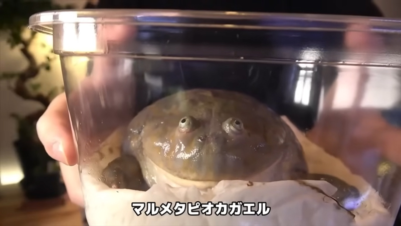 マルメタピオカガエル（バジェットガエル）をお迎えしました