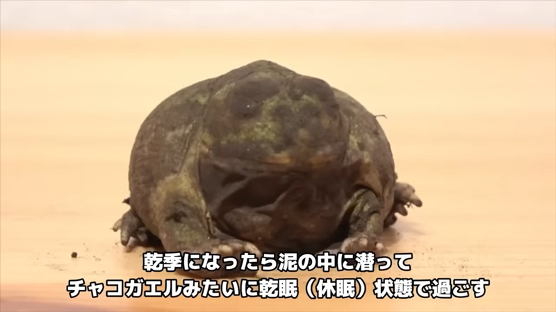 乾季は乾眠状態になり、雨季を待ちます