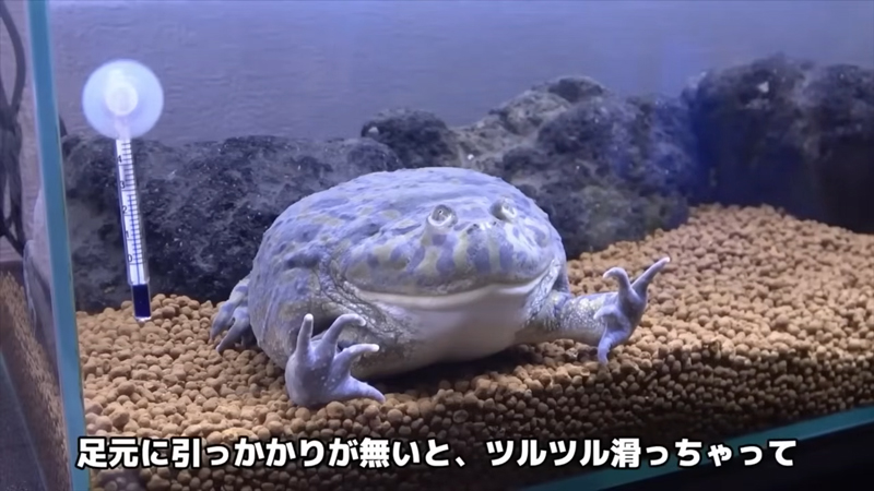 飼育環境を思考錯誤