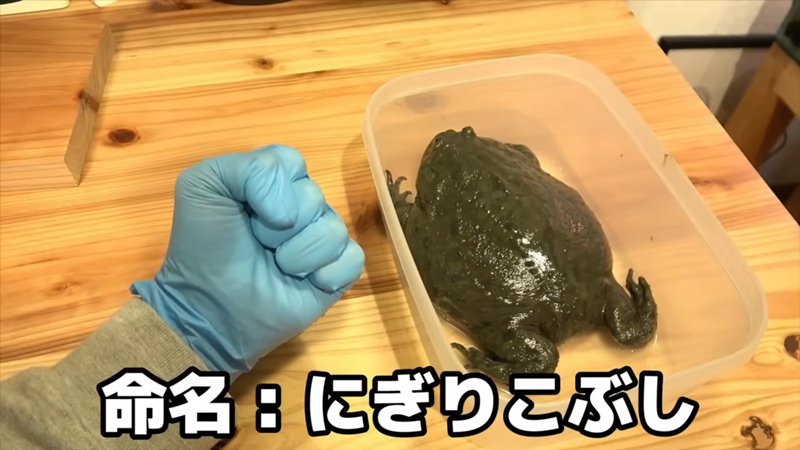 お名前は「にぎりこぶし」に決定です！！