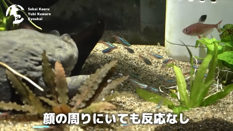 ネオンテトラ50匹と同居してもらうことに
