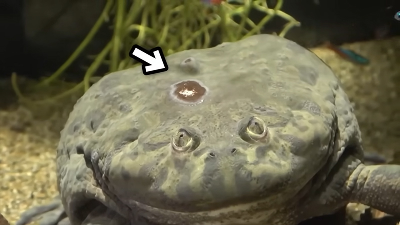 ぶしちゃんの背中に傷が……