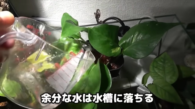 こぶしちゃん由来の栄養で植物がすくすく育っています