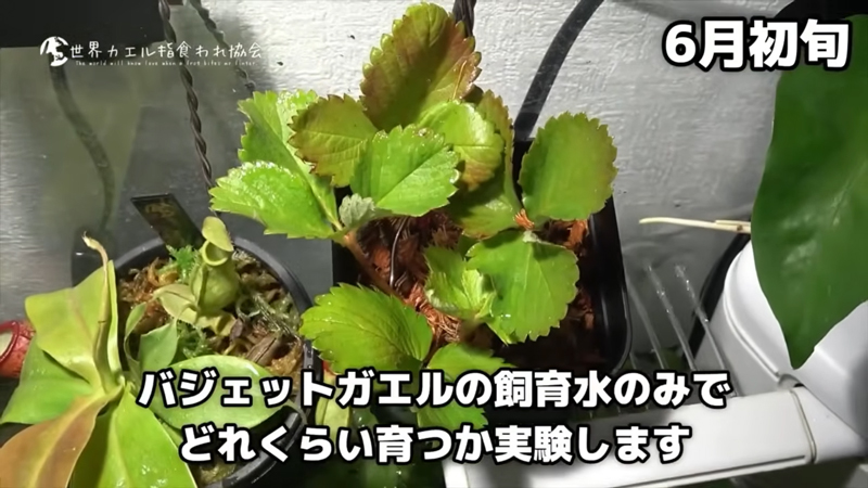 こぶしちゃんの飼育水だけを使い、イチゴを育ててみることに