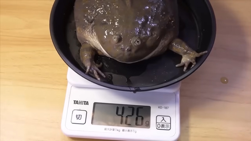 体重は400グラムほど、ビッグサイズです