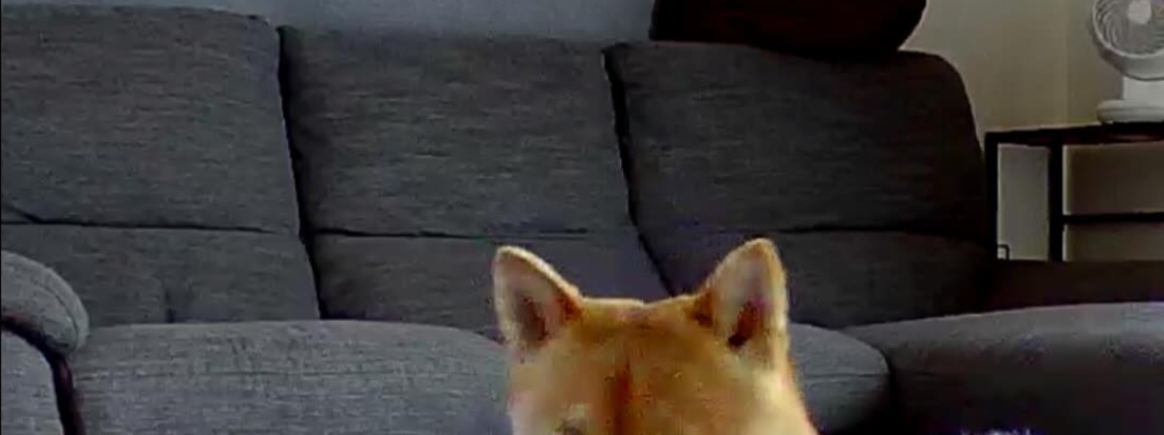 柴犬飼いのヨガインストラクター、ふとペットカメラをのぞいたら……　まさかの光景に「努力の成果？」「めっちゃ綺麗なフォーム」（1/3） | 犬 ねとらぼ