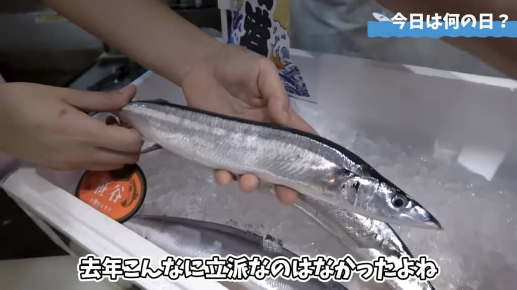 初物とは思えない大きさのサンマ