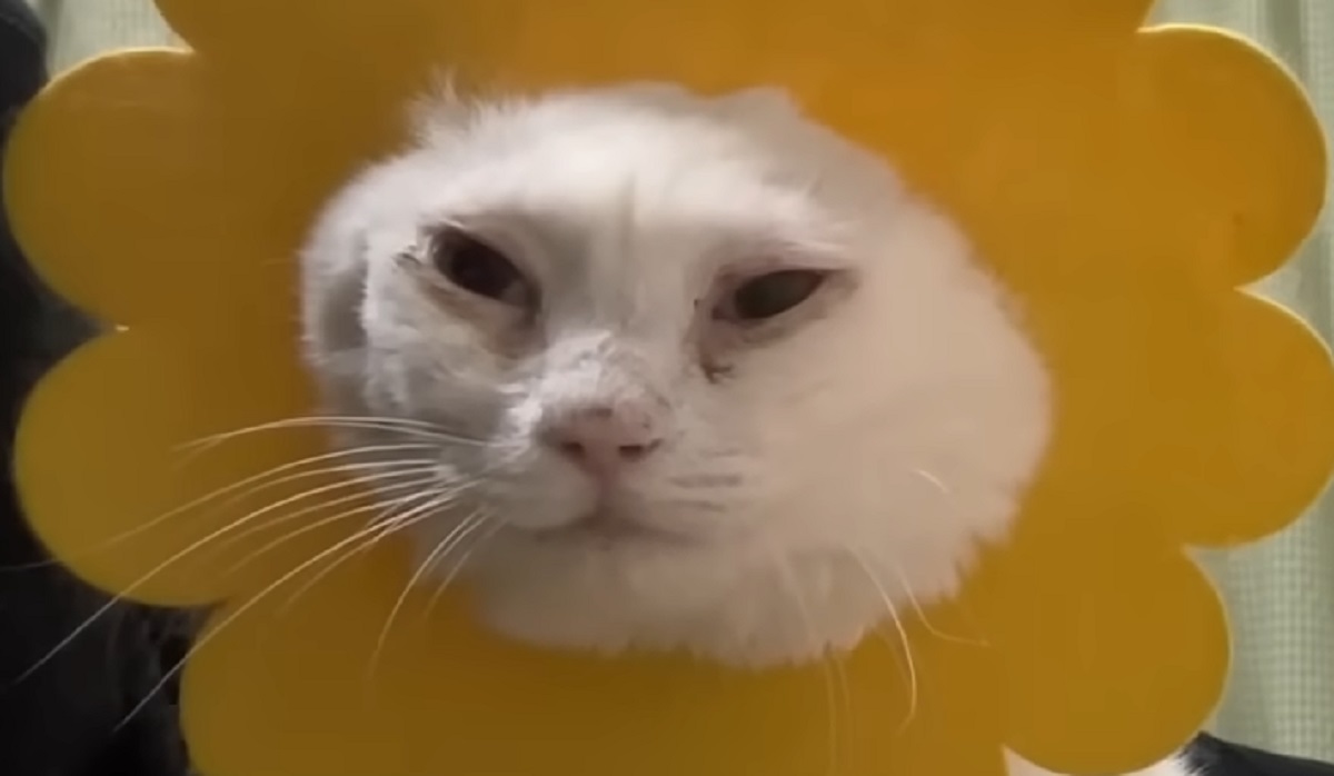 “背脂コッテリ”な黄ばんだ猫を、お風呂に入れたら→「凄い」「ほんと不思議」　二度見する結果に「猫ではない珍獣さまである」（1/3） | 猫 ねとらぼ