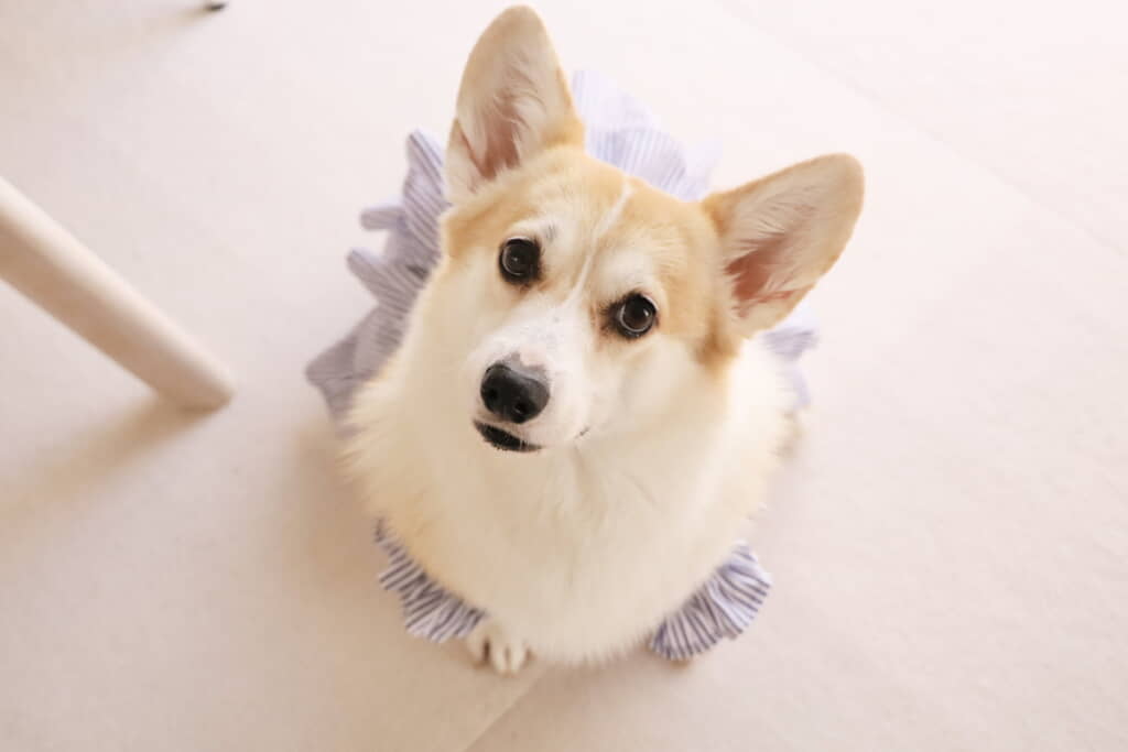 あんずちゃんが着ているのは……？