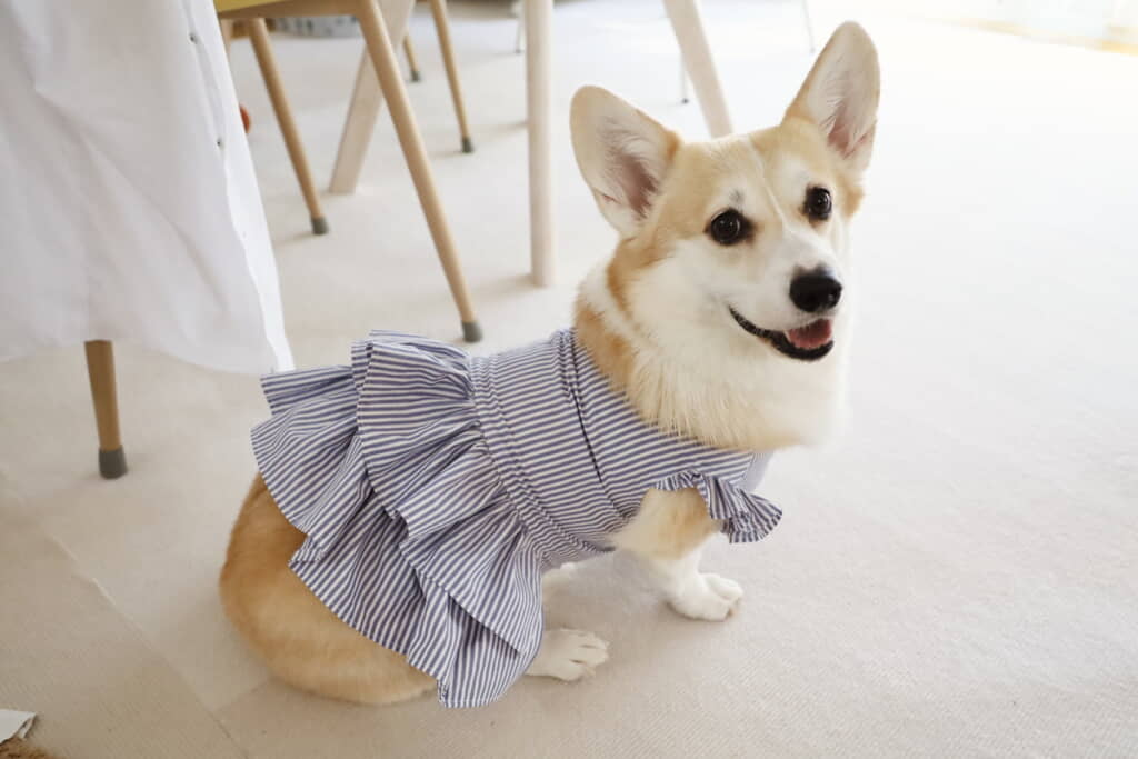 フリルがお似合い！