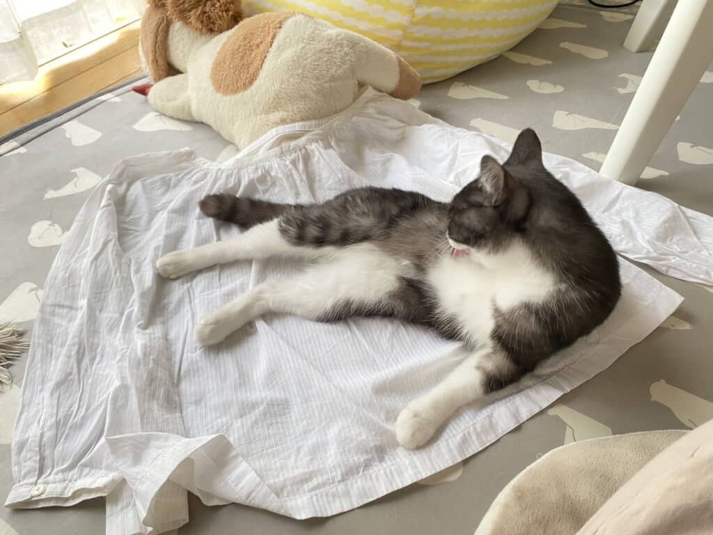 邪魔をするちくわぶちゃん