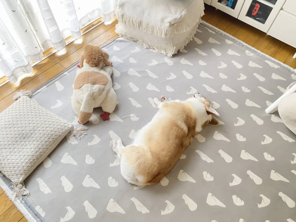 どっちがぬいぐるみ？