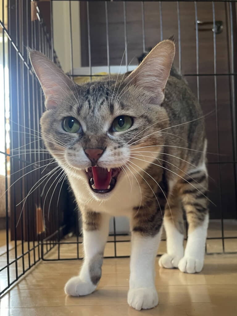 シャー？　ニャー？