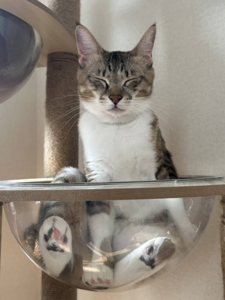 悟りを開くたまきちゃん