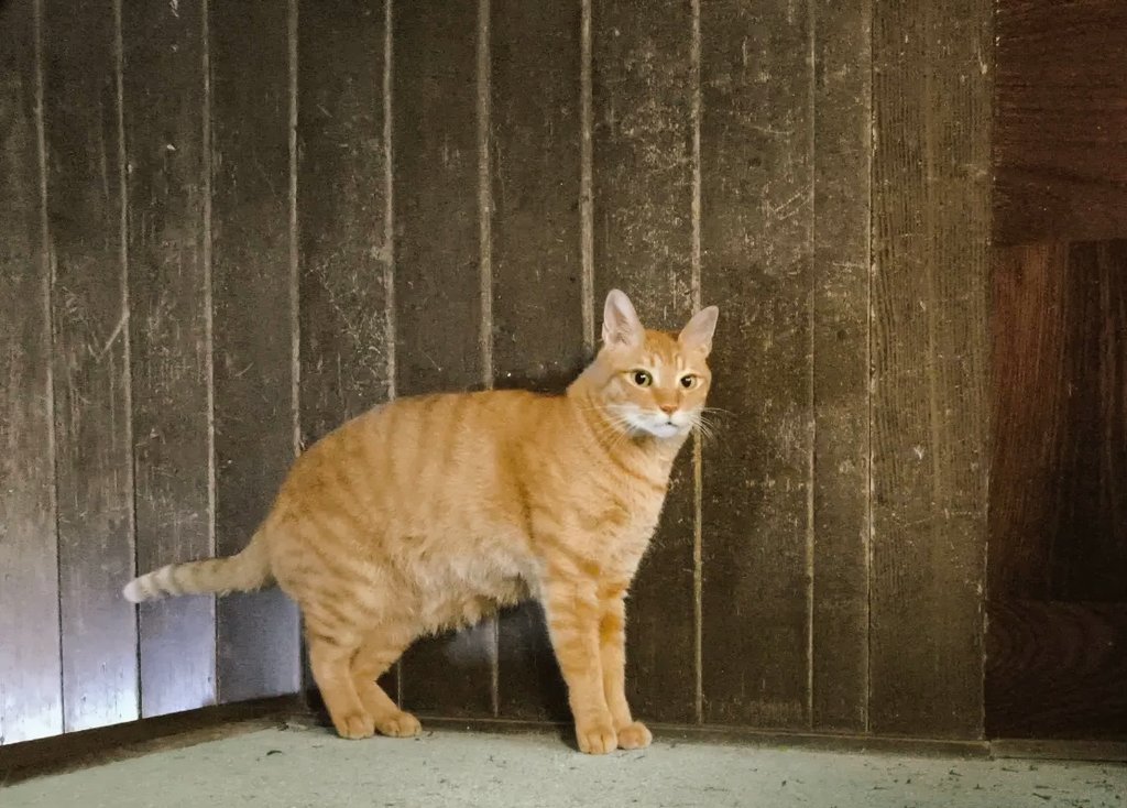 壁を背にしてピシッと立っているように見えるどんくさくん