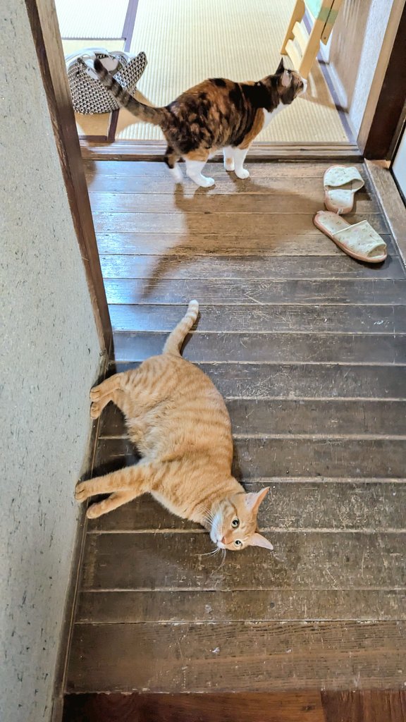 床にゴロンと寝転ぶどんくさくん