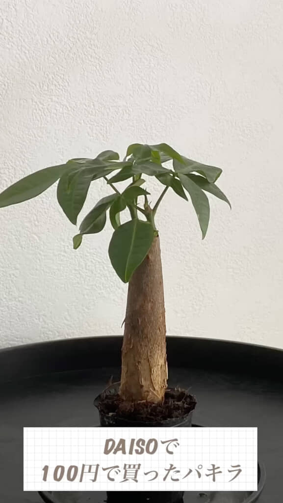 買った当初のパキラ