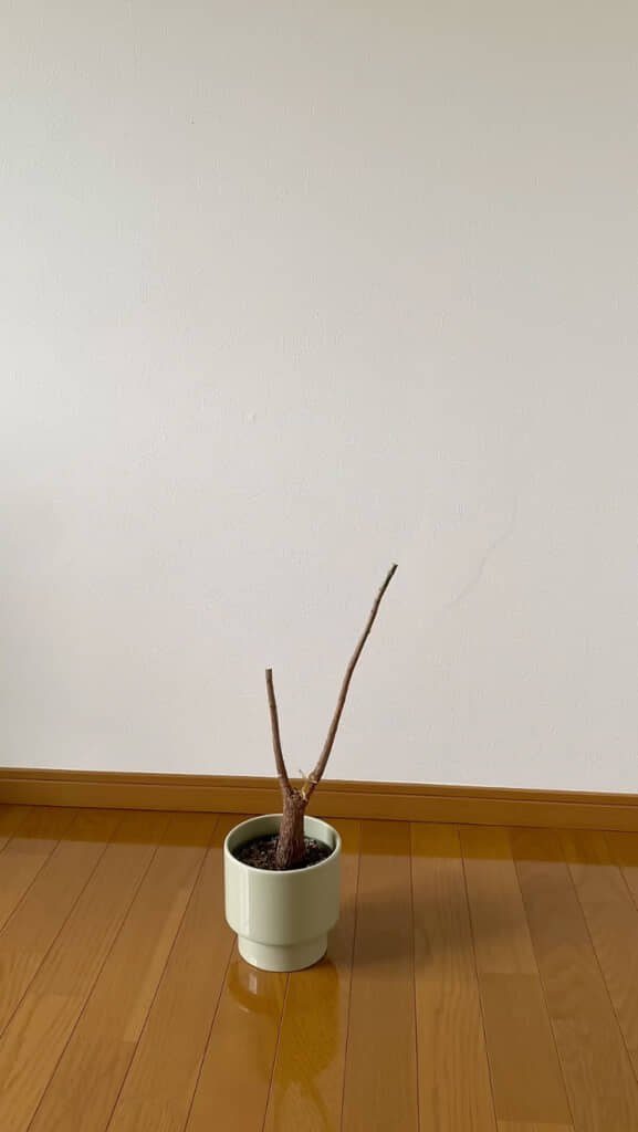 思い切って剪定