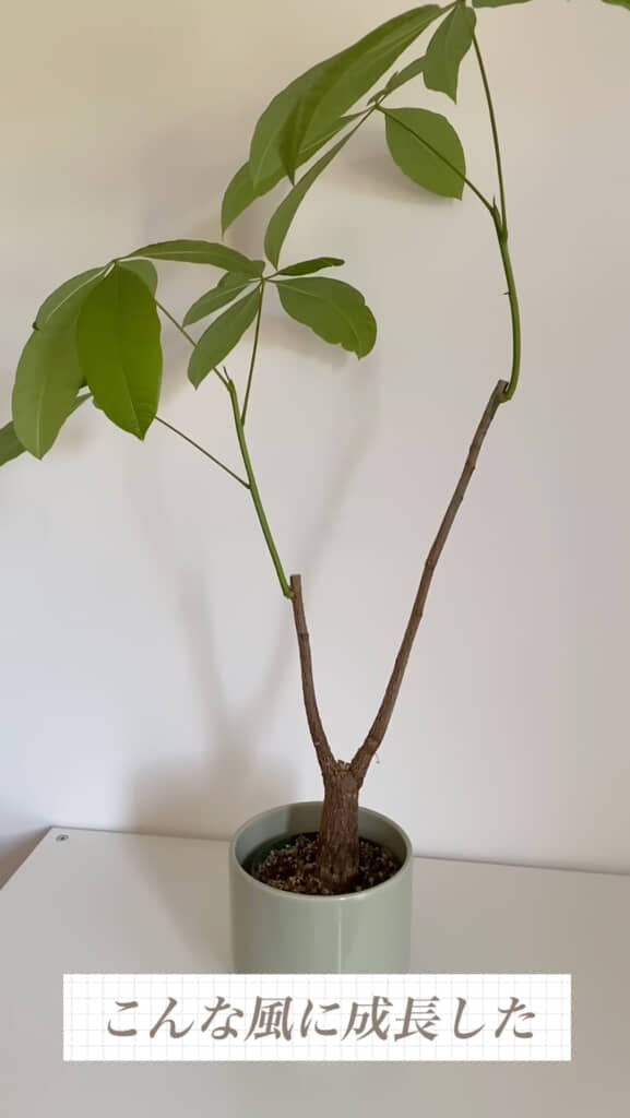 またもや巨大化……